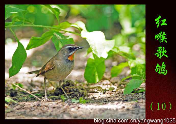 红喉歌鸲(10) 红喉歌鸲(10)