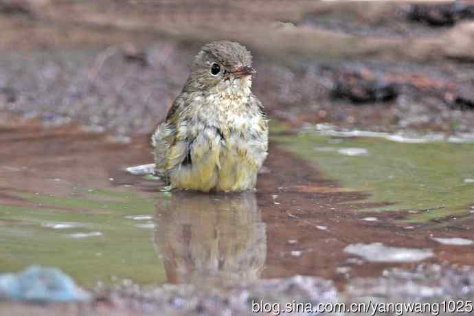 雌性白眉姬鹟（18）