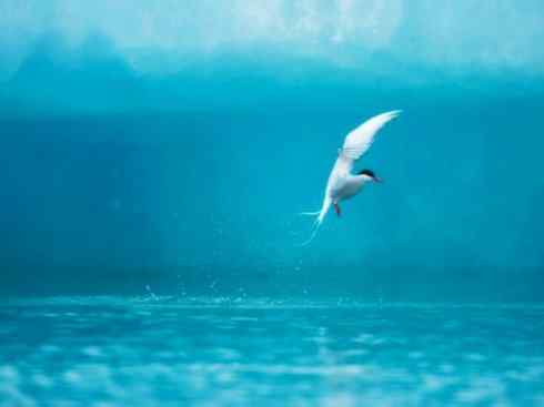 自然奇观：动物大迁徙(燕鸥类)