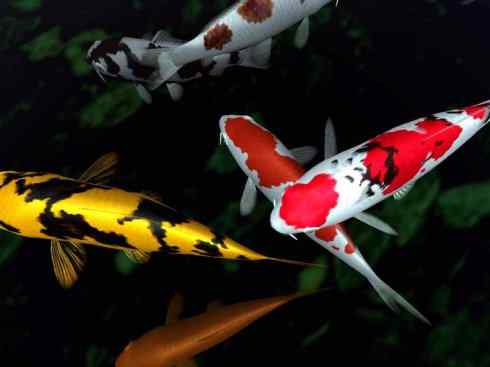 龙：传说的兽原型探秘（鲤鱼）