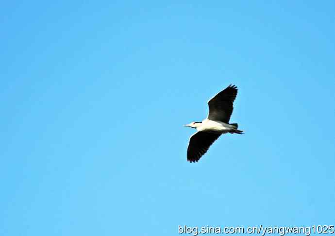 飞(夜鹭)28 飞(夜鹭)28