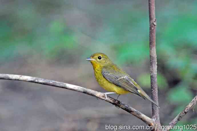 雌性绿背姬鶲（19）