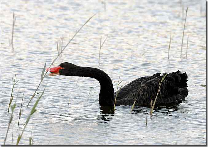  点击图片或使用键盘← →翻页