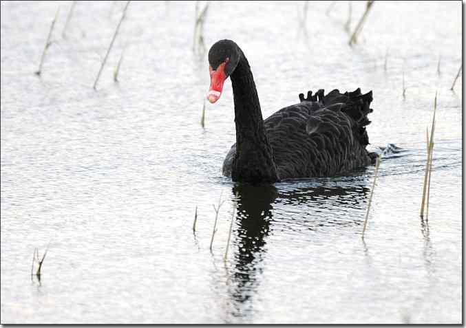  点击图片或使用键盘← →翻页