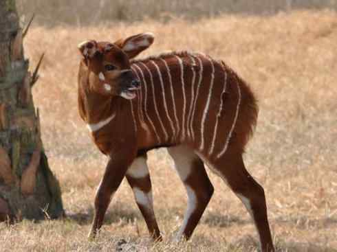 麒麟：传说的兽原型探秘（紫羚）