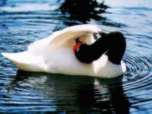 奇特的盔：黑颈天鹅