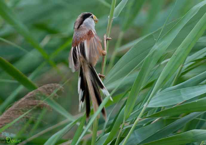 震旦鸦雀:芦野中的超然隐士* 震旦鸦雀:芦野中的超然隐士*