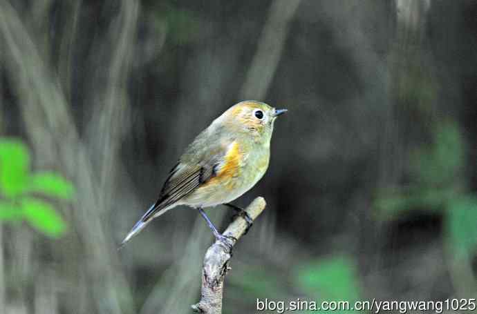 雌性红胁蓝尾鸲（54）