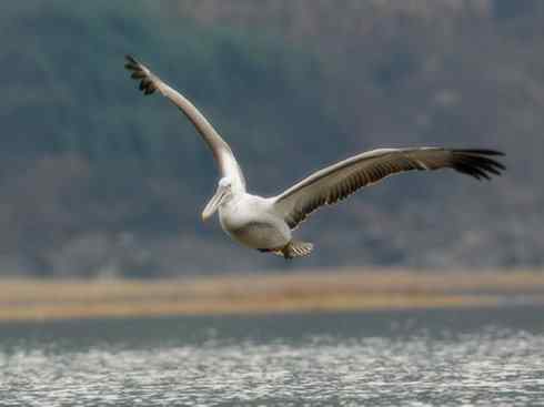 猎奇：奇特的鸟喙之十