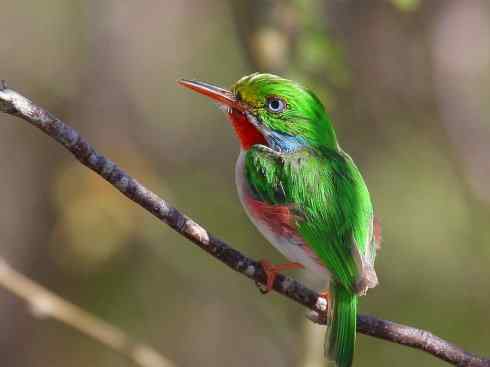 绝色攀禽：佛法僧目之短尾鴗