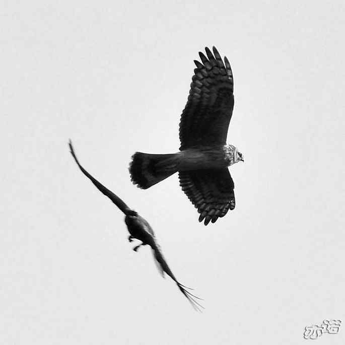 北京西山 wbr路 wbr拦路的乌鸦 北京西山 wbr路 wbr拦路的乌鸦