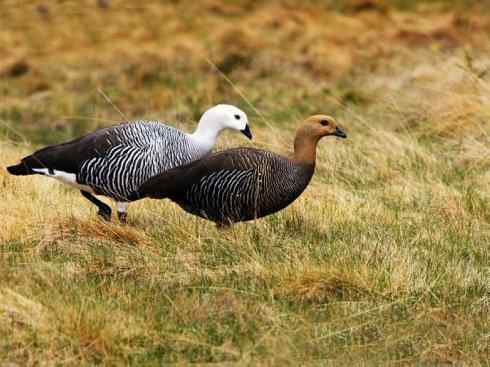 白头鸟系列：另类的美丽（斑胁草雁）