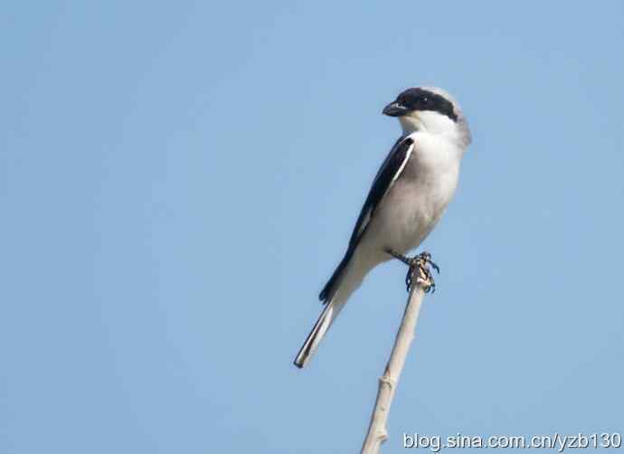 北疆鈥溗拇蟛外澥掌淙ㄗ橥迹8张图片）