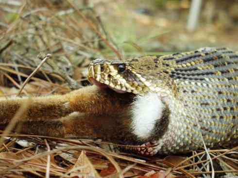 龙：传说的兽原型探秘（响尾蛇类）