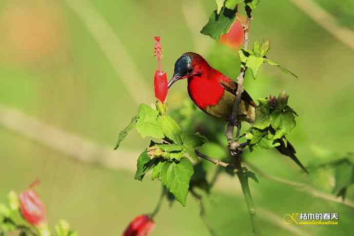 西双版纳拍鸟：黄腰太阳鸟