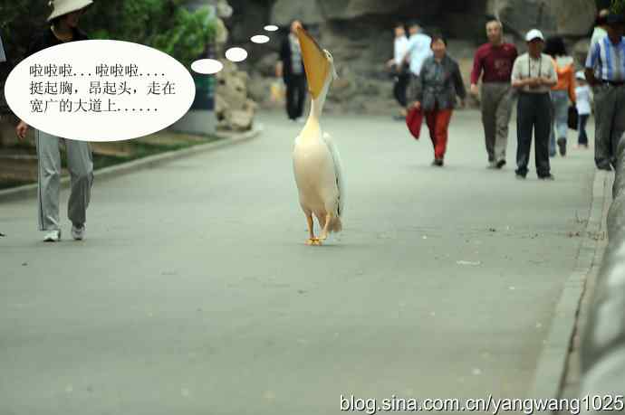 登陆巡游（纪实故事）