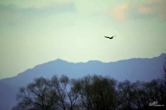 对黑耳鸢K07-012837的12次记录 对黑耳鸢K07-012837的12次记录