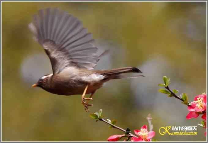 海棠花间的白领凤鹛【照片】