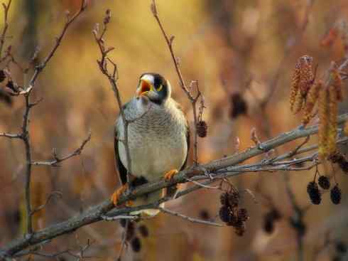 雀鸟也彪悍：鸟中恶霸（黑头矿鸟）
