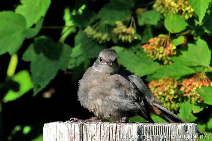 美国鸟类摄影——灰猫嘲鸫（3）