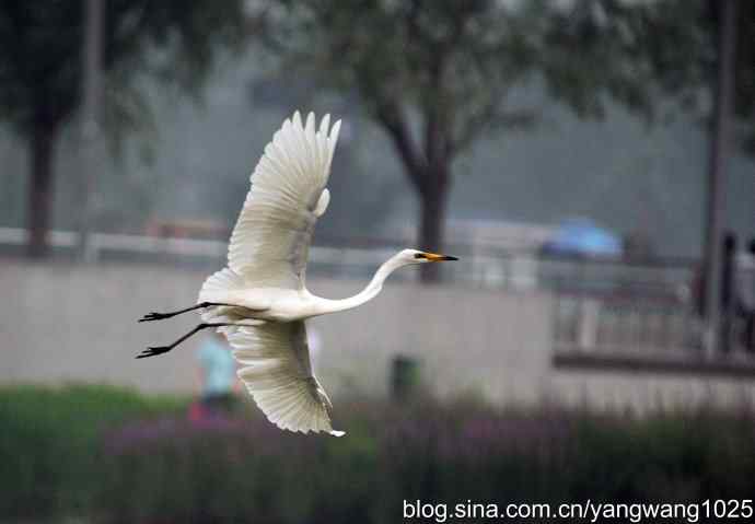 飞（白鹭）3