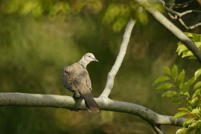 澳洲拍鸟鈥斺敶蚶α料啵1) 澳洲拍鸟鈥斺敶蚶α料啵1)