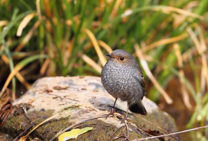 洋县两天观鸟,秦岭如此美妙! 洋县两天观鸟,秦岭如此美妙!