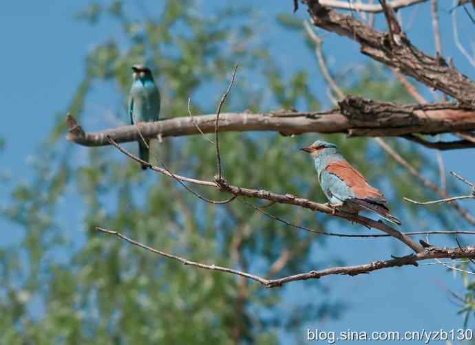 蓝胸佛法僧（组图，9张图片）