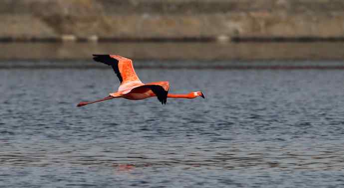 远方的神秘来客---野生火烈鸟