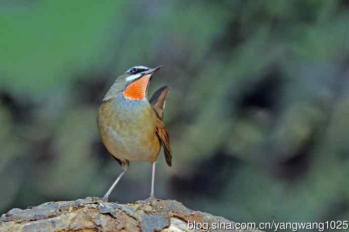 雄性红喉歌鸲（22）