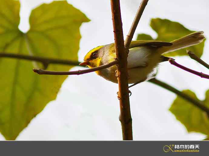 腾冲记录：黄眉林雀、栗头雀鹛、黑脸鹟莺