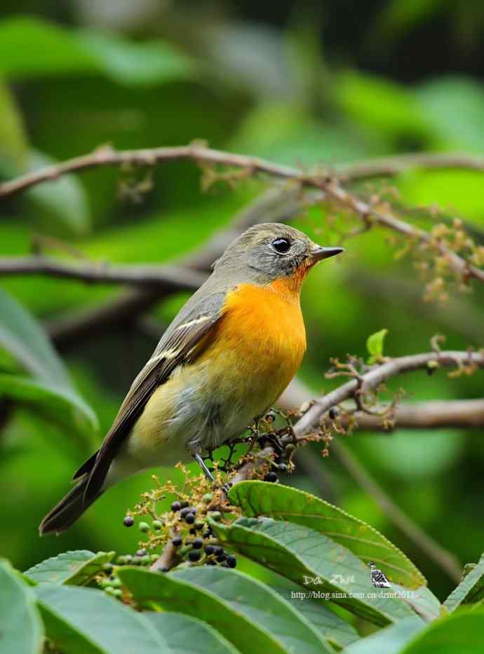 萌鸟鈥斺旔都l贺双十一