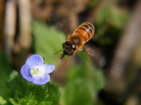 动物世界：山寨还是原创？