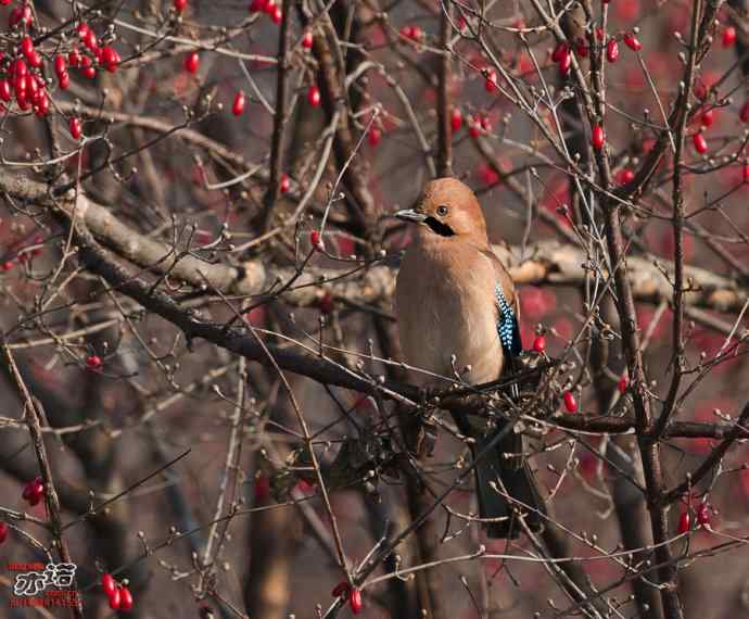 一组陕西洋县的鸟