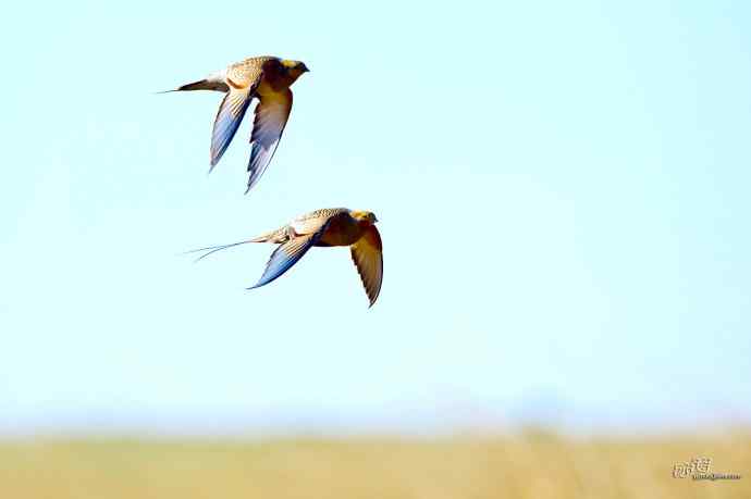 小嘴小脚——毛腿沙鸡