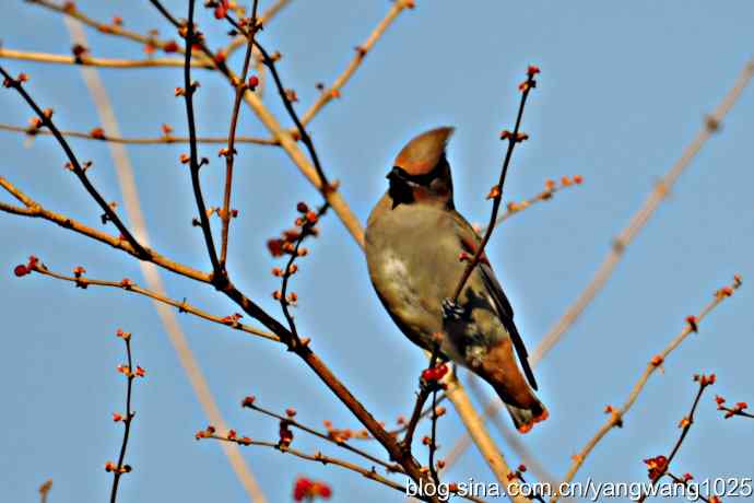 北京动物园的鸟类——太平鸟（抓拍）1