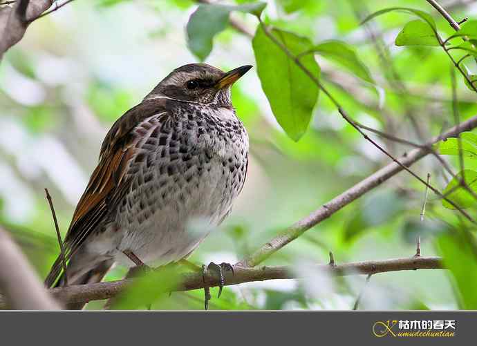 斑鸫•宝兴歌鸫•乌灰鸫【实拍】 斑鸫•宝兴歌鸫•乌灰鸫【实拍】