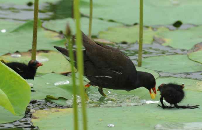 再拍黑水鸡（纪实）1