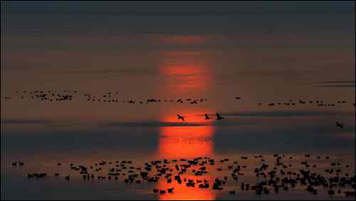 杭州鸟类摄影家帕瓦龙的拍鸟历程