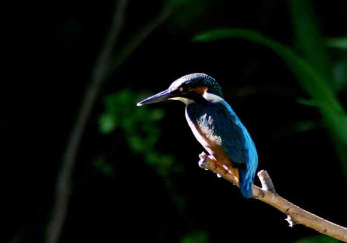 光影中的小小翠