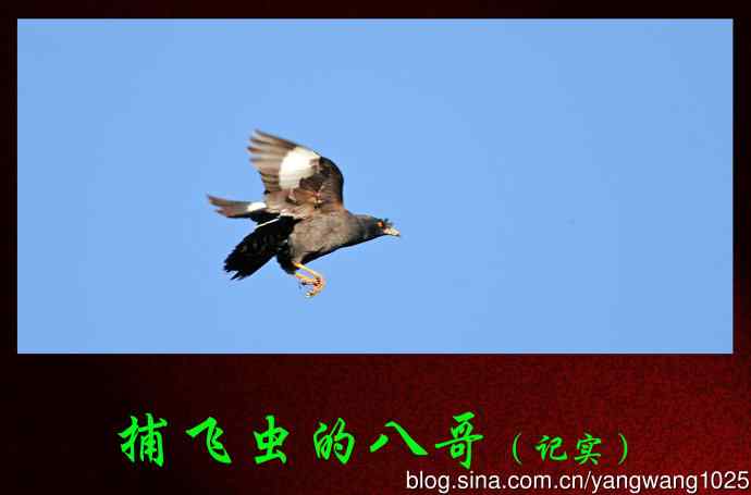 捕飞虫的八哥（记实）