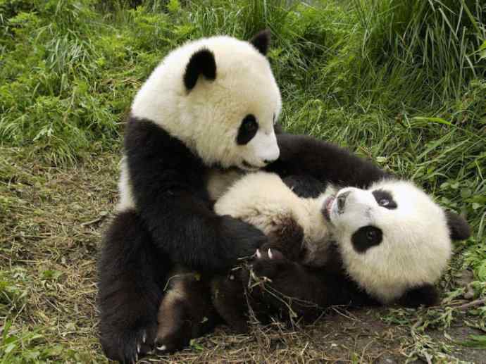 犬科：犬亚科鬃狼属的鬃狼