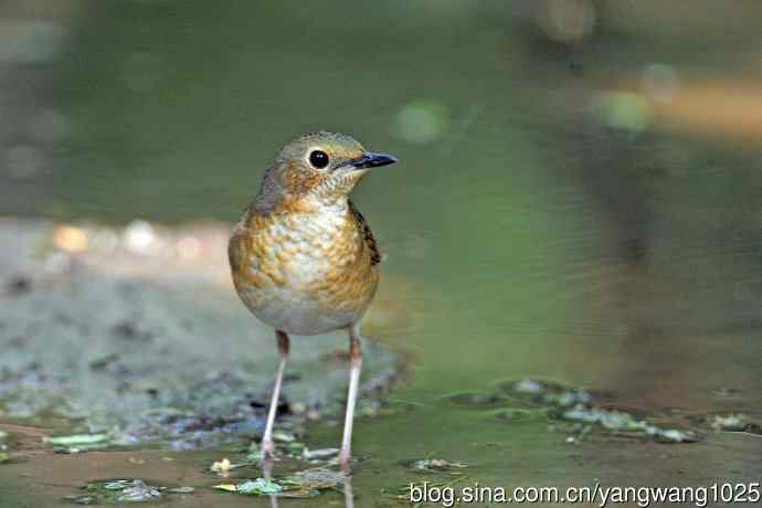 雌性蓝歌鸲（2）