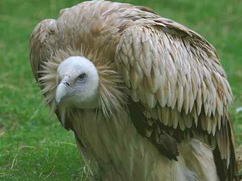 鸟类之最：高山兀鹫