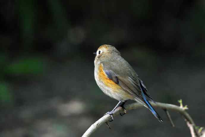 雌性红胁蓝尾鸲（55）