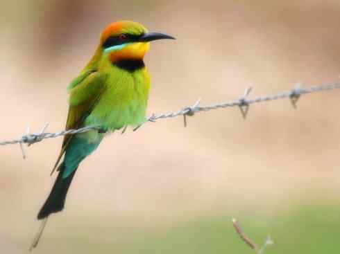 绝色攀禽：佛法僧目之蜂虎3