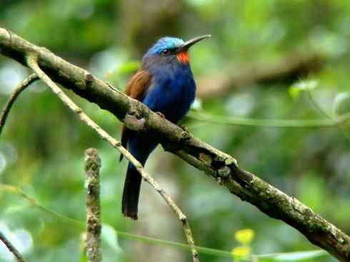 绝色攀禽：佛法僧目之蜂虎2