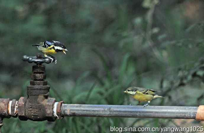 黄腹山雀（13）
