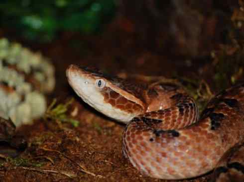 龙：传说的兽原型探秘（蝮蛇类）