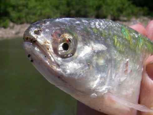 鱼类活化石：月眼鱼